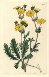 Gezacktes Fingerkraut, Potentilla laciniosa von Sydenham Teast Edwards
