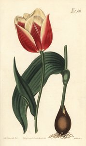 Claramond-Tulpe (Stich von Weddell, Illustration von Sydenham Edwards) von Sydenham Teast Edwards