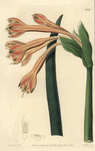 Tawny Coburgia