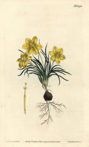 Uhrblume von Sydenham Teast Edwards