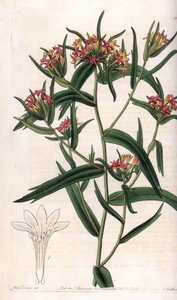 Collomia neon von Sydenham Teast Edwards
