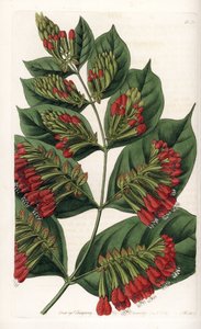 Combretum Variete, Rote Blütentraube - Graviert von S. Watts, nach einer Illustration von Sarah Anne Drake (1803-1857), aus dem Botanical Register von Sydenham Edwards (1768-1819), England