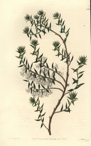 Gemeine Heide von Sydenham Teast Edwards