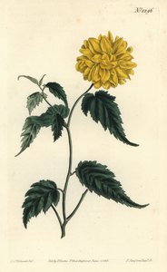 Corete du Japon (Stich von F. Sansom Jr., Illustration von Sydenham Edwards)