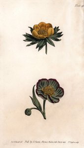 Blütenkrone des Winter-Eranthis (oder Helleborine oder Winter-Aconit) und stinkender Nieswurz. Farbiger Kupferstich, Illustration von Sydenham Edwards (1768-1819) für Konferenzen der Botanik, Botanischer Garten von Lambeth (England) von Sydenham Teast Edwards