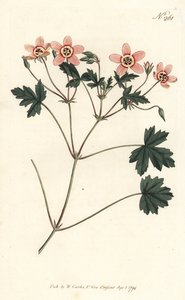 Storchschnabel (Stich von Sansom, Illustration von Sydenham Edwards) von Sydenham Teast Edwards