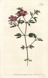 Kretische Fagonia