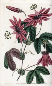 Purpurrote Leidenschaft