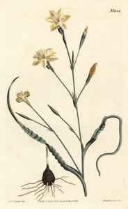 Gekräuselte Moraea, Moraea crispa. Handkolorierte Kupferstichgravur von F. Sansom Jr. nach einer Illustration von Sydenham Edwards aus William Curtis