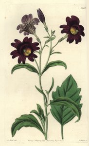 Gemalte Zunge, Salpiglossis sinuata