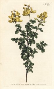 Cytisophyllum sessilifolium (Gewöhnlicher Geißklee, Cytisus sessilifolius). Handkolorierte Kupferstichgravur von Sansom nach einer Illustration von Sydenham Edwards aus William Curtis
