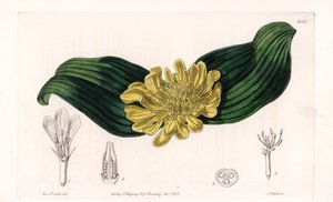 Daubenya Variete - Platte graviert von S. Watts, nach einer Illustration von Sarah Anne Drake (1803-1857), aus dem Botanical Register von Sydenham Edwards (1768-1819), England von Sydenham Teast Edwards
