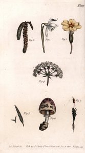 Verschiedene Kelche: Primel, Schneeglöckchen, Haselnuss, Zike, Gras, Pilz und Moos. Farbiger Kupferstich, Illustration von Sydenham Edwards (1768-1819) für Konferenzen der Botanik, Botanischer Garten von Lambeth (England) von Sydenham Teast Edwards