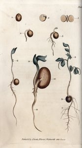 Verschiedene Keimungsschritte von Erbsensamen und Bohnen von Sydenham Teast Edwards