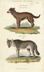 Hund und Wolf - Schäferhund, Canis familiaris, und Wolf, Canis lupus von Sydenham Teast Edwards