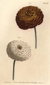 Doppelte Ranunkel-Sorten, Persische Butterblume, Ranunculus asiaticus von Sydenham Teast Edwards