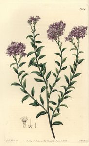 Dr. Gills Selago (Stich von S. Watts, Illustration von J.T. Hart) von Sydenham Teast Edwards