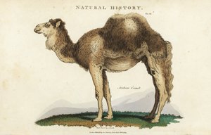 Dromedar - Arabisches Dromedar oder einhöckriges Kamel, Camelus dromedarius. Handkolorierter Kupferstich nach Sydenham Edwards aus John Mason Good