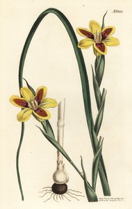 Elegante Moraea (Stich von F. Sansom Jr., Illustration von Sydenham Edwards)
