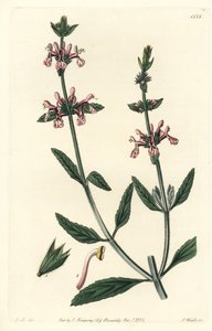 Epiary - Weißstängelige Ziest, Stachys albicaulis von Sydenham Teast Edwards