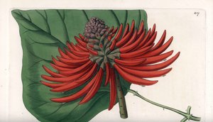 Erythrina Varietät, tropischer roter Blütenbaum