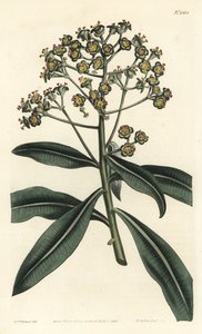 Honig-Wolfsmilch oder Honigtragende Wolfsmilch, Euphorbia mellifera. Handkolorierte Kupferstichgravur von F. Sansom Jr. nach einer Illustration von Sydenham Edwards aus William Curtis