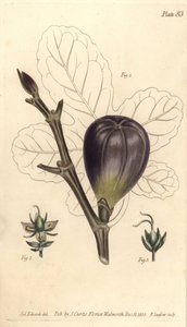 Feige, Ficus carica von Sydenham Teast Edwards