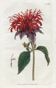 Fistula Monarde