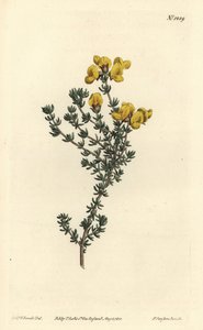 Fleischblättrige Aspalathus (Stich von F. Sansom Jr., Illustration von Sydenham Edwards) von Sydenham Teast Edwards