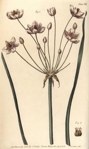 Blühender Igelkolben, Butomus umbellatus von Sydenham Teast Edwards