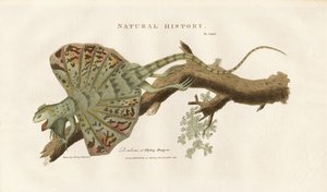 Fliegender Drache auf einem Ast von Sydenham Teast Edwards