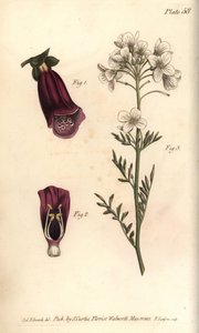 Fingerhut, Digitalis purpurea, Didynamia