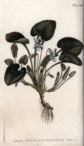 Duftveilchen (Kupferstich) von Sydenham Teast Edwards