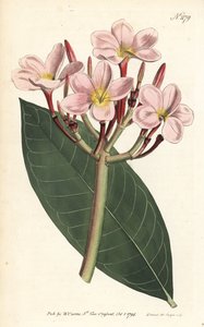 Frangipani