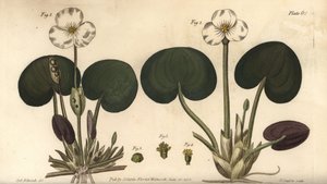 Froschbiss, Hydrocharis morsus-ranae, Dioecia, weibliche Pflanze 1,4, männliche Pflanze 2,3 von Sydenham Teast Edwards