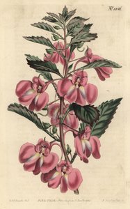 Garten-Balsamine