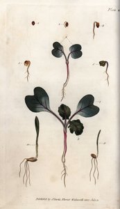 Keimung von Radieschensamen, Weizen und Gerste von Sydenham Teast Edwards