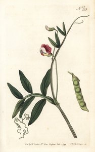 Spanische Platterbse, Lathyrus clymenum (Gelenkige Platterbse, Lathyrus articulatus). Handkolorierter Kupferstich von Sansom nach einer Illustration von Sydenham Edwards aus William Curtis