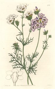 Gilia tricolor, weiße und violette Varietäten, heimisch in Kalifornien - Gravur von S. Watts nach einer Illustration von Sarah Anne Drake (1803-1857), aus dem Botanical Register