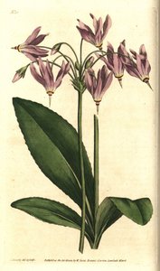 Giroselle von Virginia - Amerikanische Kuhschelle oder Mead