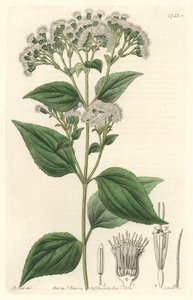 Drüsiges Eupatorium, aus Mexiko, aus dem Botanischen Register von Sydenham Teast Edwards