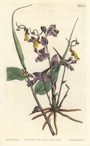 Globba radicalis von Sydenham Teast Edwards