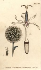 Kugeldistel, Echinops sphaerocephalus (Stich von F. Sansom, Illustration von Sydenham Edwards) von Sydenham Teast Edwards