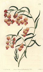 Glycinienblättrige Dillwynia, Dillwynia glycinifolia