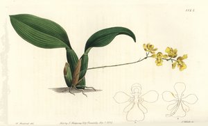 Gomesa cornigera Orchidee von Sydenham Teast Edwards