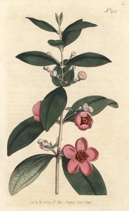 Stachelbeere (Stich von Sansom, Illustration von Sydenham Edwards)