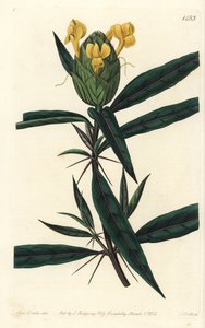 Hopfenblütige Barleria (Stich von S. Watts, Illustration von Sarah Drake) von Sydenham Teast Edwards