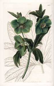 Grünblütiger Nieswurz Variete - Graviert von S. Watts, nach einer Illustration von Sarah Anne Drake (1803-1857), aus dem Botanical Register von Sydenham Edwards (1768-1819), England