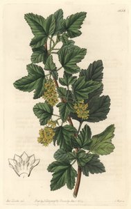 Sibirische Johannisbeere von Sydenham Teast Edwards