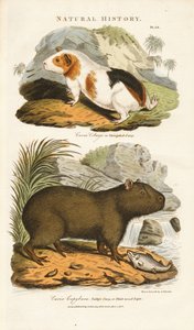 Meerschweinchen und Wasserschwein von Sydenham Teast Edwards